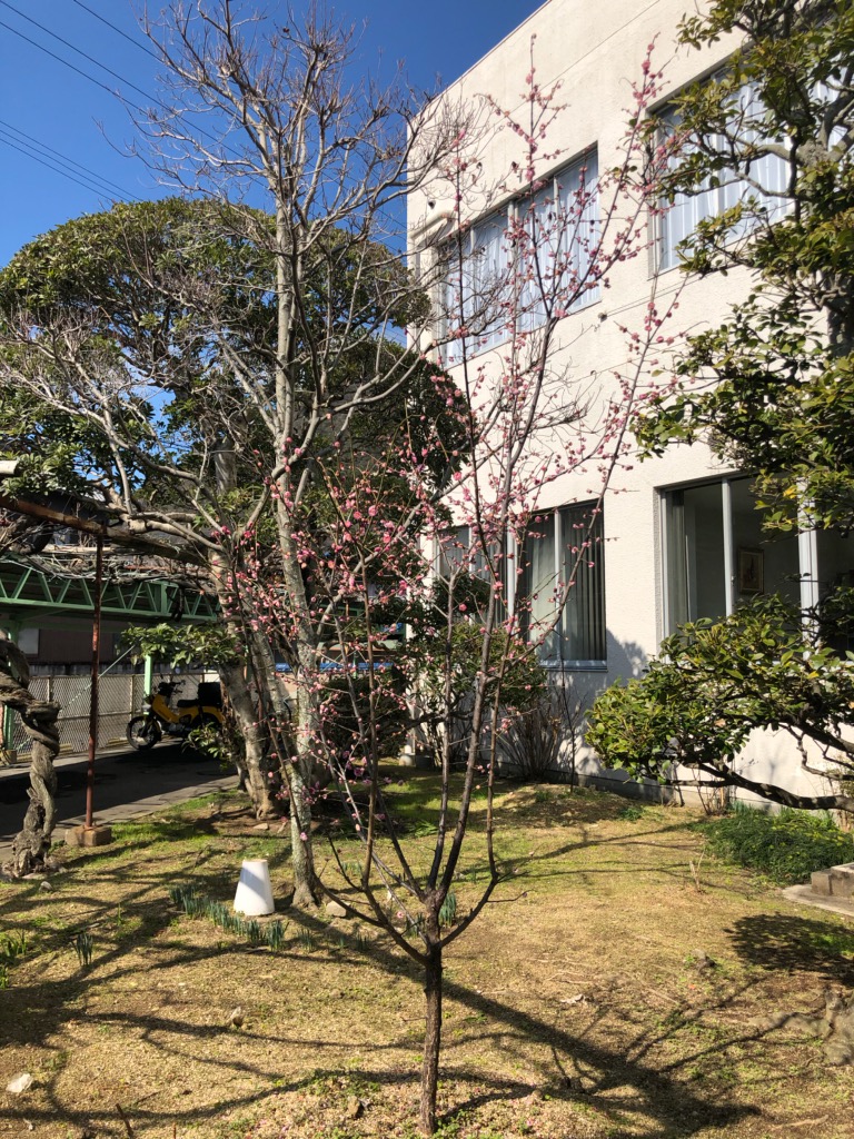 f:id:k-seamless:20200214183645j:plain