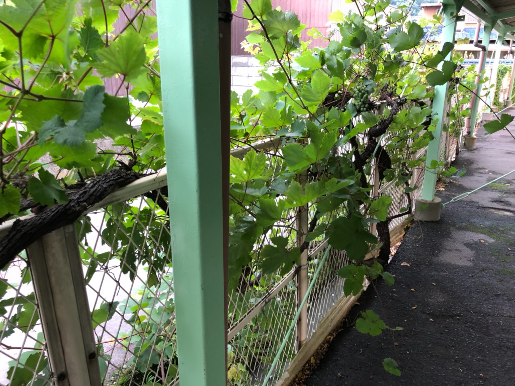 f:id:k-seamless:20200715144755j:plain