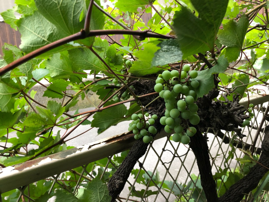 f:id:k-seamless:20200715144805j:plain