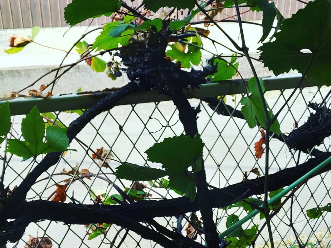 f:id:k-seamless:20200830003939j:plain