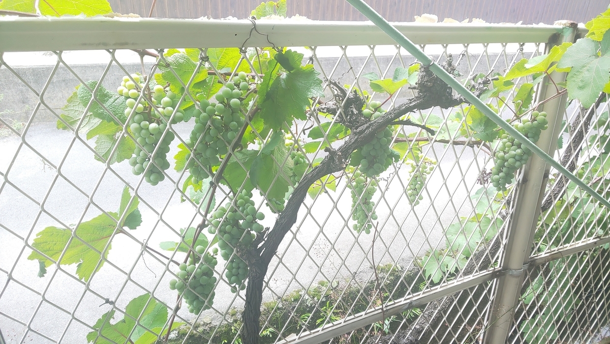 f:id:k-seamless:20210717155256j:plain