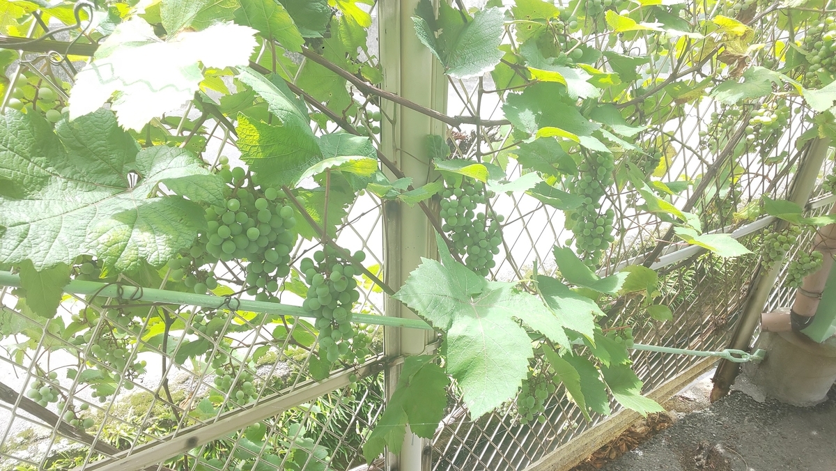 f:id:k-seamless:20210717155259j:plain