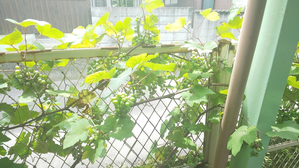 f:id:k-seamless:20210717155311j:plain