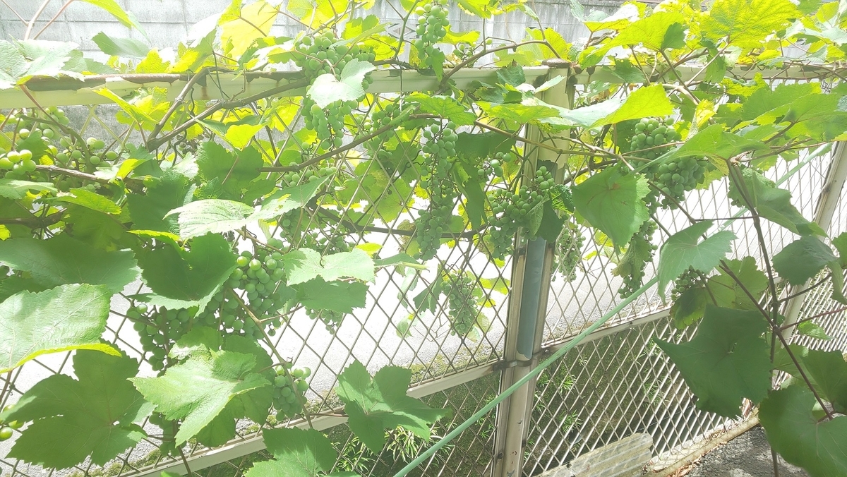 f:id:k-seamless:20210717155315j:plain