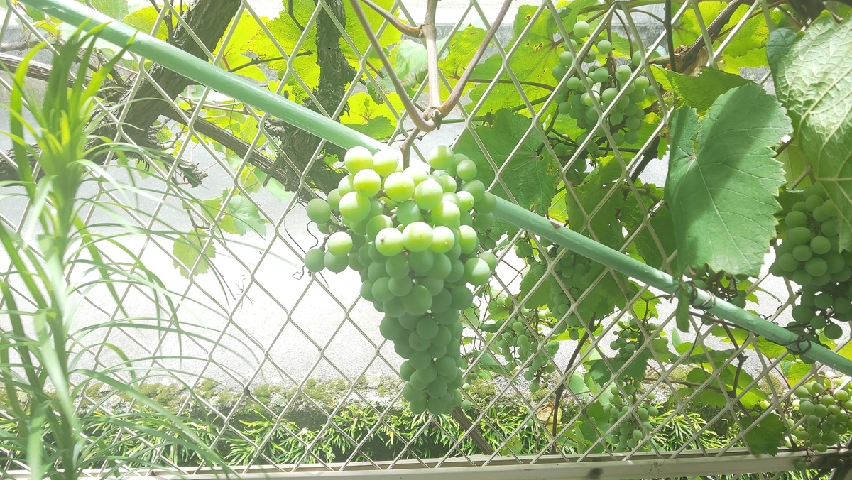 f:id:k-seamless:20210717155317j:plain