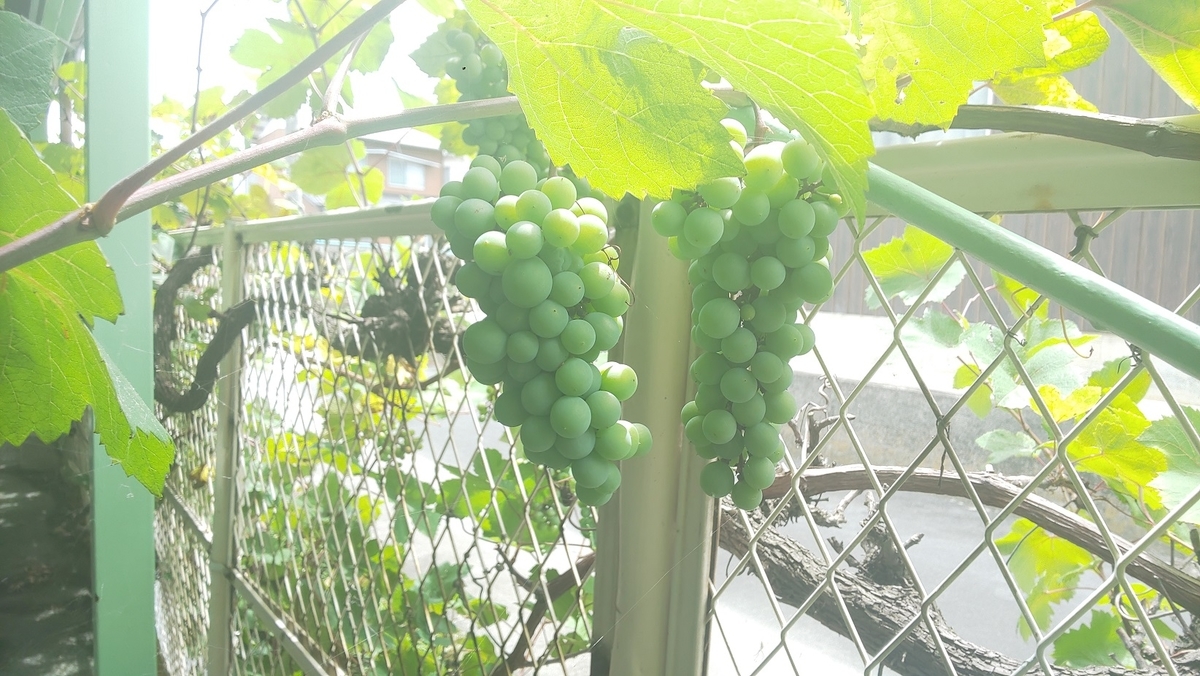 f:id:k-seamless:20210717155324j:plain