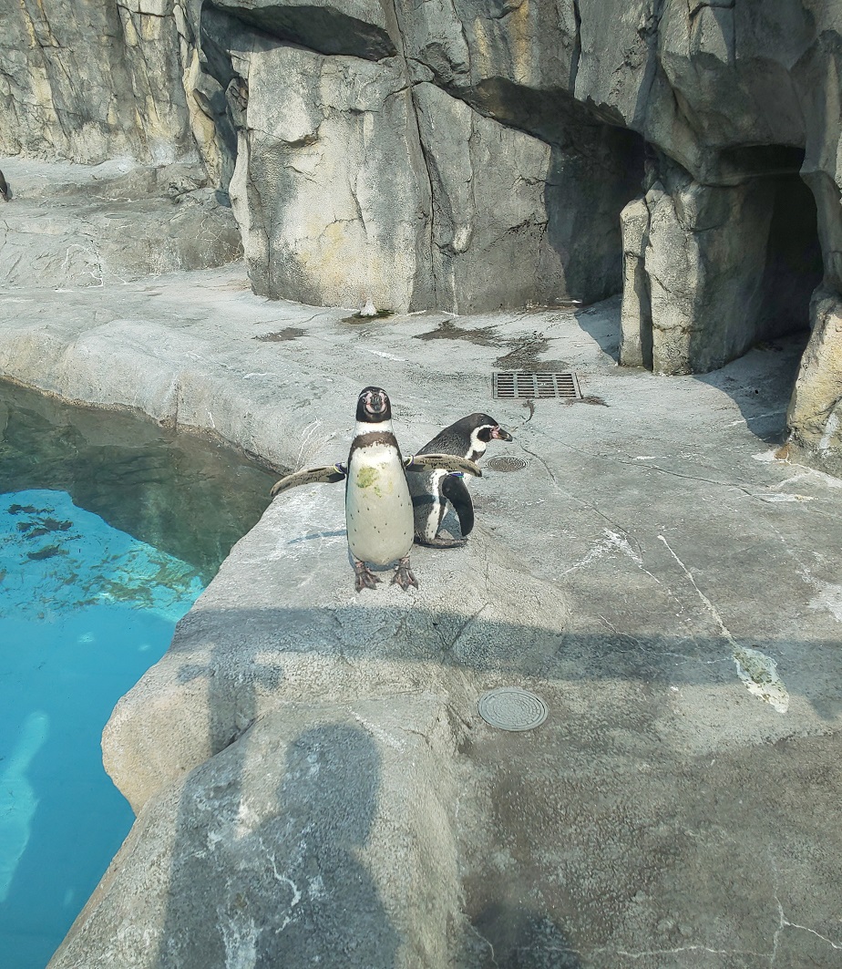 f:id:k-seamless:20210731163729j:plain