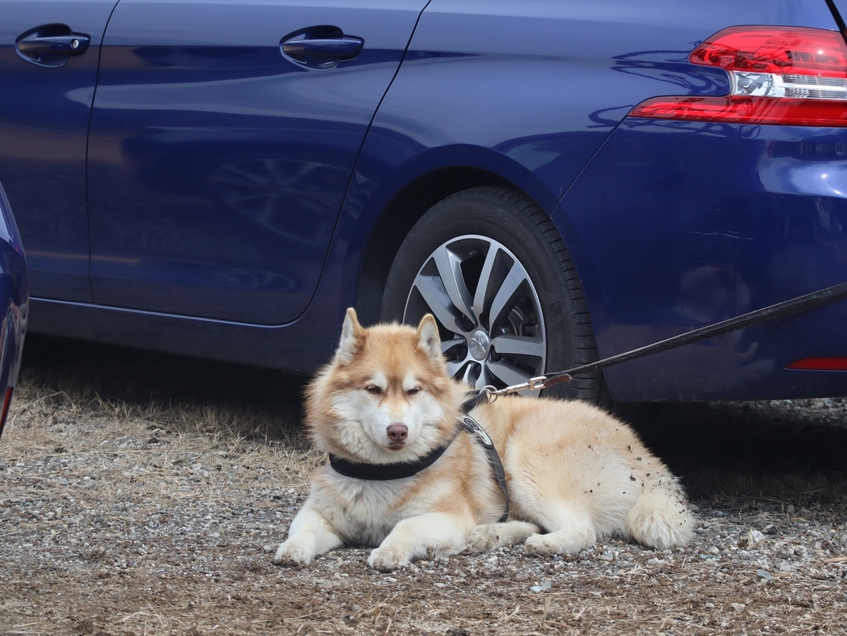 f:id:k-seamless:20220316184508j:plain