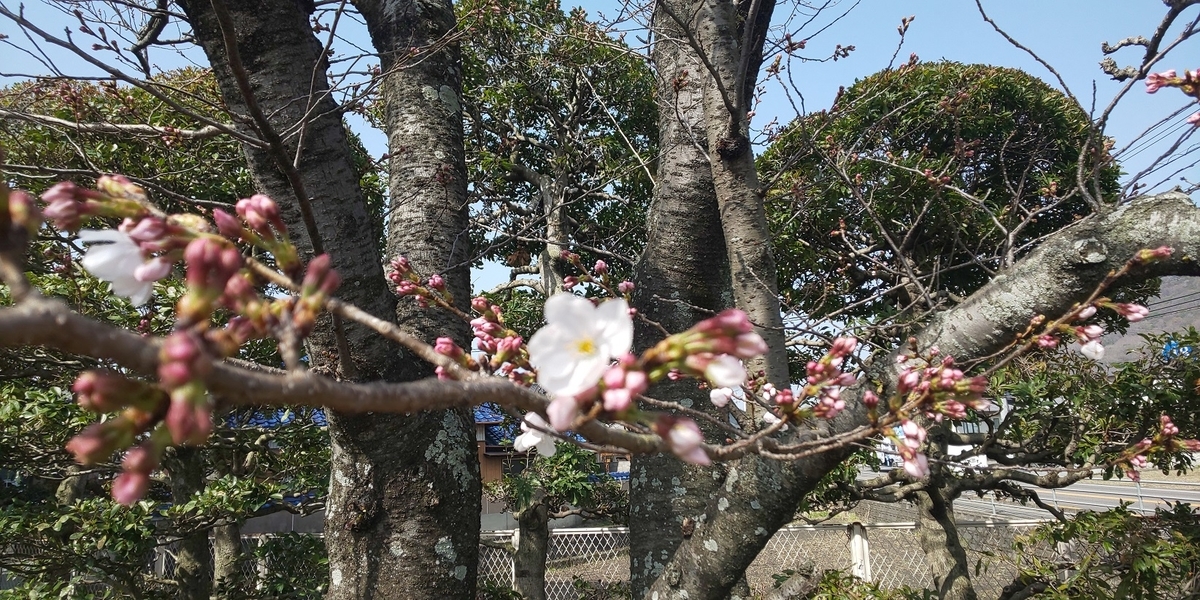 f:id:k-seamless:20220414225756j:plain